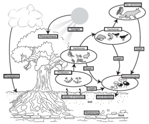 Rainforest Ecosystem. Image hosted on blog, Welcome to Geography at Grangefield School.